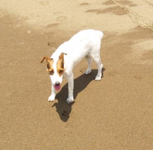 Come agire quando il cane prende le pulci  