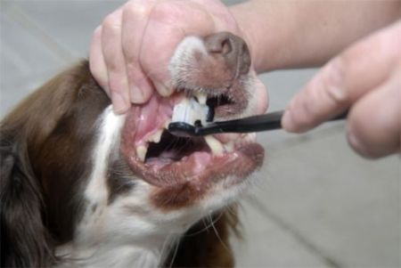 Come lavare i denti del cane  