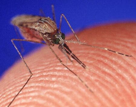 Come tenere lontane le zanzare con prodotti naturali 