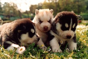 Come scegliere un cucciolo da allevare  