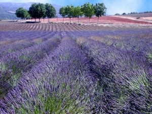 Come preparare uno spray antimuffa alla lavanda per il bagno  