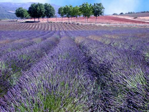 Come essiccare i fiori di lavanda  