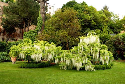 Come annaffiare le piante da giardino  