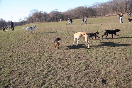 Come scoprire se la vostra città è pet-friendly  