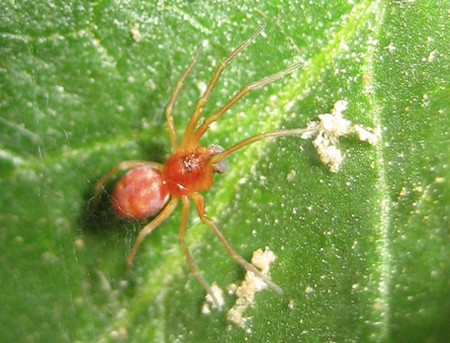 Come difendere le piante dai parassiti con metodi naturali  