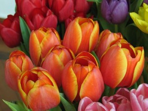 Come creare un centrotavola con i tulipani  