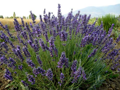 Come preparare un deodorante naturale per la casa  