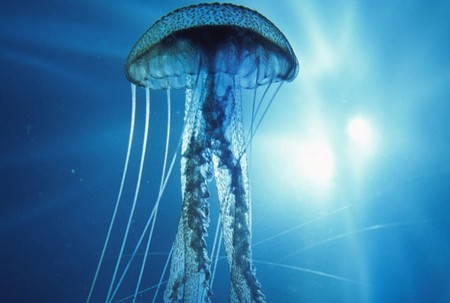 Come curare le punture di medusa 