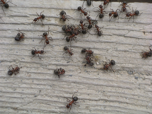Come tenere lontani scarafaggi e formiche, con rimedi naturali  