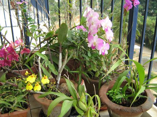 Come curare le orchidee in casa 