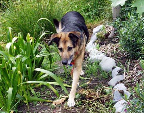 Come adattare il giardino al cane  