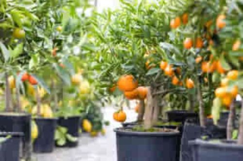 Come piantare un arancio  