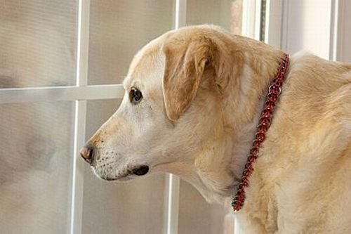 Come alleviare l'ansia da separazione del cane  