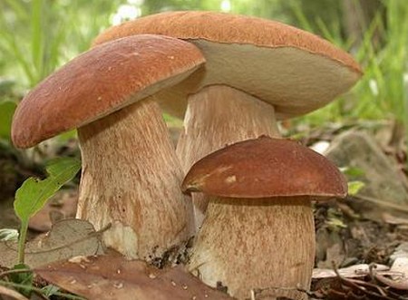 Come pulire i funghi porcini  