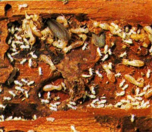 Come liberarsi delle termiti  