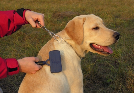 Come pulire il pelo del cane  