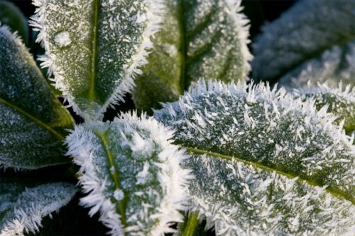 Come prendersi cura delle piante gelate d'inverno  