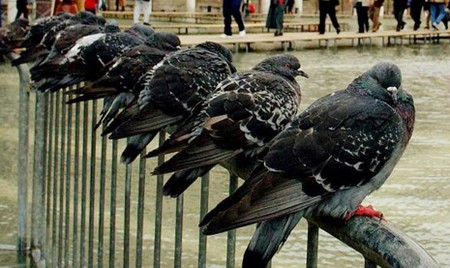 Come allontanare i piccioni dal balcone  