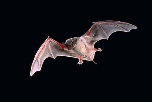 Come usare un pipistrello contro le zanzare  