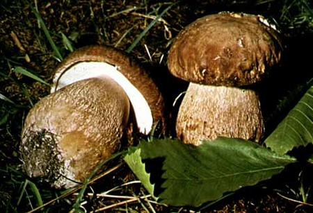 Come trovare funghi porcini  