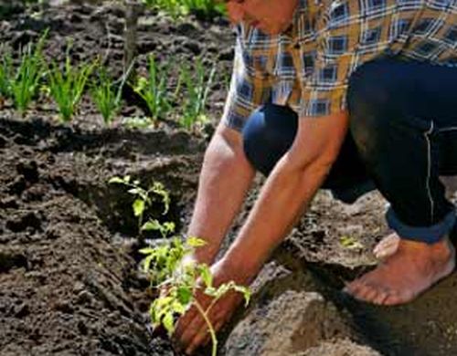 Come piantare un orto  