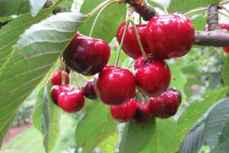 Come fare la marmellata di ciliegie  