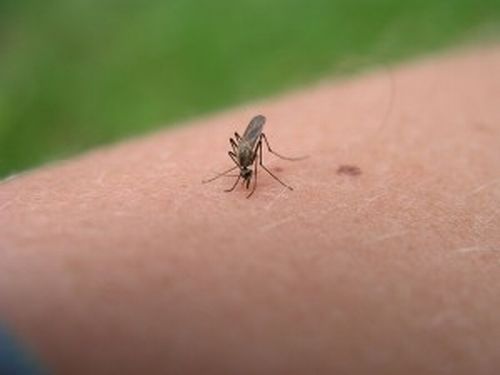 Come evitare le punture di zanzara 