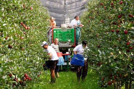 Come raccogliere la frutta senza scala  