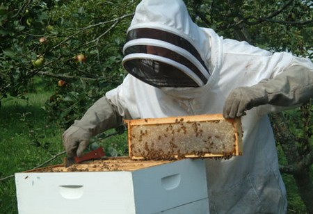 Come diventare apicoltore  