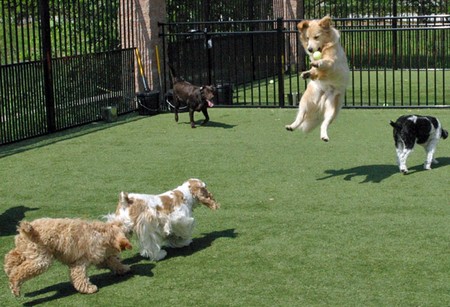 Come scegliere una pensione per cani  