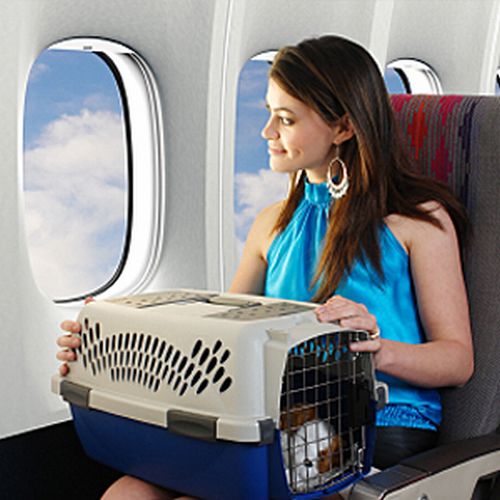 Come prenotare un posto per un cane in aereo  