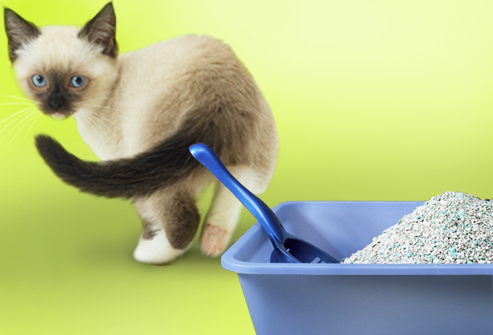 Come pulire la lettiera del gatto  