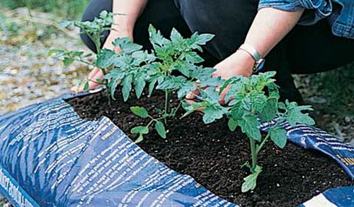 Come piantare i pomodori 