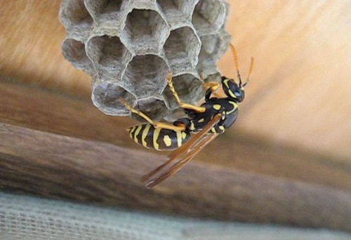 Come eliminare i nidi di vespe 
