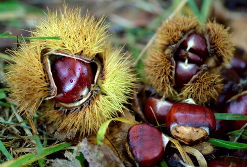 Liquore di castagne, la ricetta  