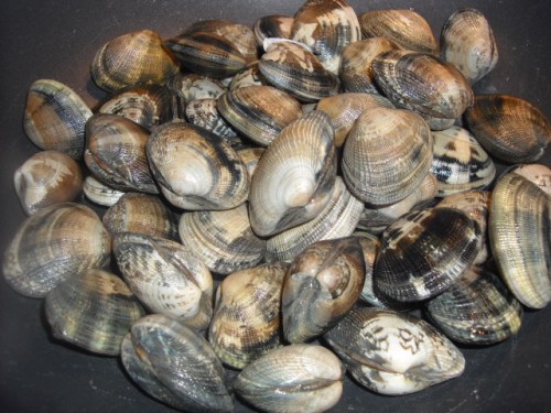 Come pulire le vongole  