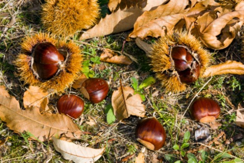 Come raccogliere le castagne  