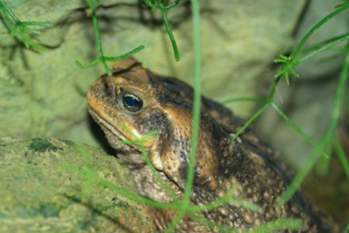 Come fare un terrario per le rane  