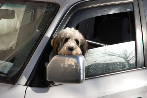 Come organizzare un viaggio in macchina con il cane  