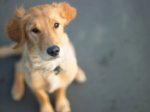 Come adottare un cane al canile  