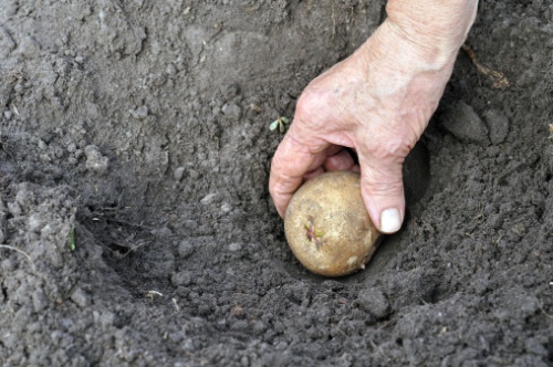 Come piantare le patate 