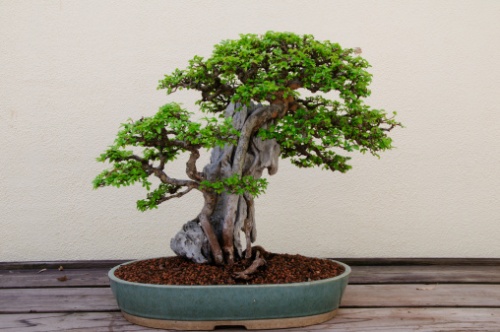 Come curare i bonsai  