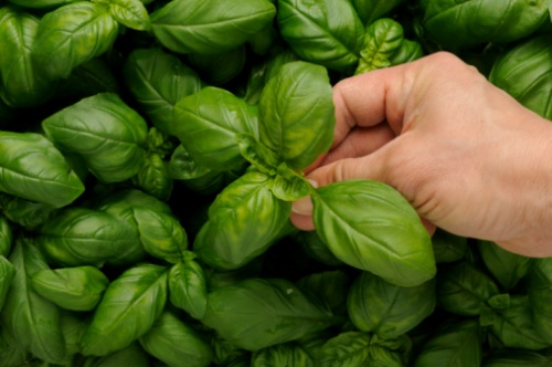 Come coltivare il basilico sul balcone  