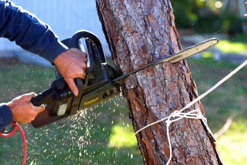 Come abbattere un albero in un terreno privato  