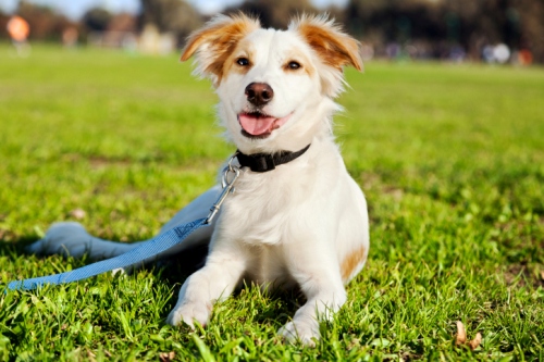 Come scegliere il guinzaglio per il cane  