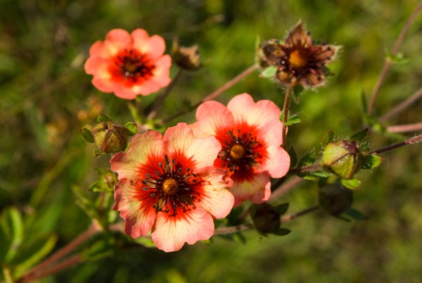 Come scegliere i fiori per la festa della mamma 2014  