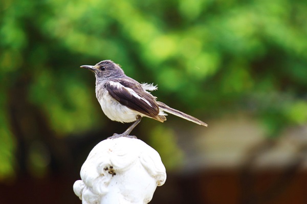 Come fare birdwatching 