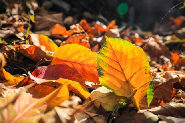 Come riutilizzare le foglie che cadono dagli alberi  