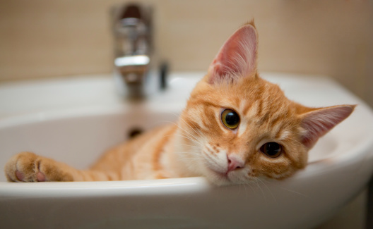 Come lavare un gatto  