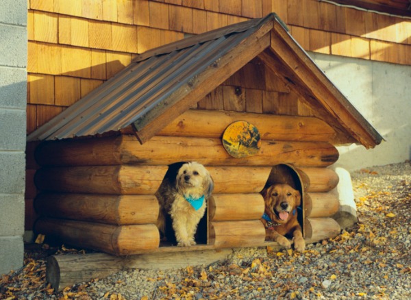 Come disinfettare la cuccia del cane  